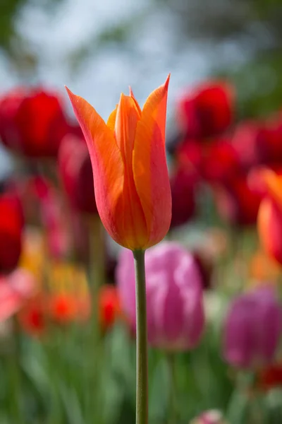 Flor Tulipa Colorida Excelente Jardim Primavera — Fotografia de Stock