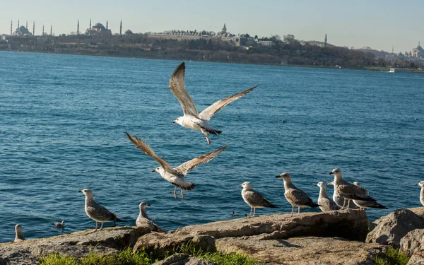 Las Gaviotas Están Roca Junto Las Aguas Del Mar Estambul —  Fotos de Stock