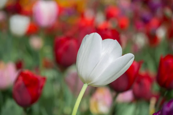 Wybitny Kolorowy Kwiat Tulipana Wiosennym Ogrodzie — Zdjęcie stockowe