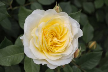 Çiçek açan gül çalılarının yakınına