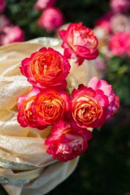 Bahar bahçesinde çiçek açan güzel güller