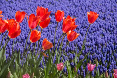 Bahar bahçesinde renkli lale çiçekleri açar.