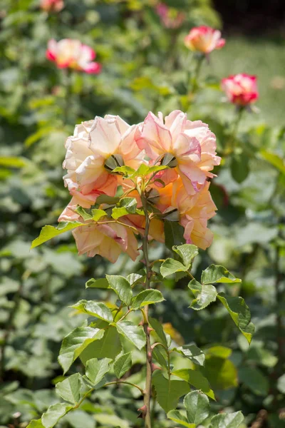 Крупним Планом Квітучий Кущ Троянди — стокове фото