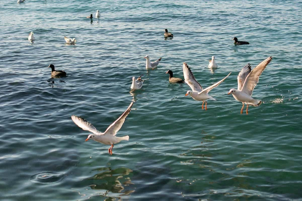 Gaivotas Estão Sobre Sobre Águas Mar — Fotografia de Stock