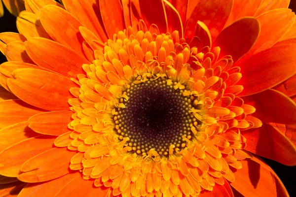 Makro manzaralı güzel renkli doğal bahar çiçekleri