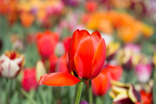 Flor Tulipán Colorido Excepcional Jardín Primavera — Foto de Stock