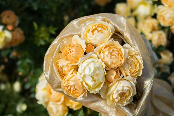 Bahar bahçesinde çiçek açan güzel güller