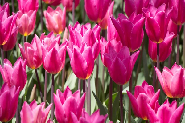 Blooming Colorful Tulip Flowers Garden Floral Background — Stock Photo, Image