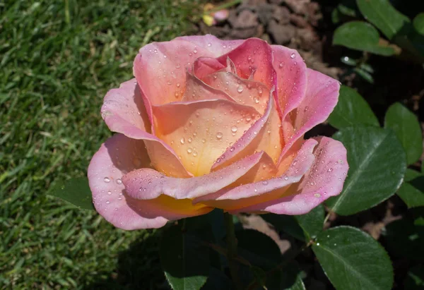 Blooming Beautiful Colorful Rose Water Drops Petals — Stock Photo, Image