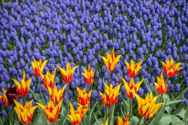 Bahar bahçesinde renkli lale çiçekleri açar.