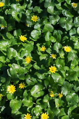 Çiçek açan, çiçekli arkaplan dokusu.