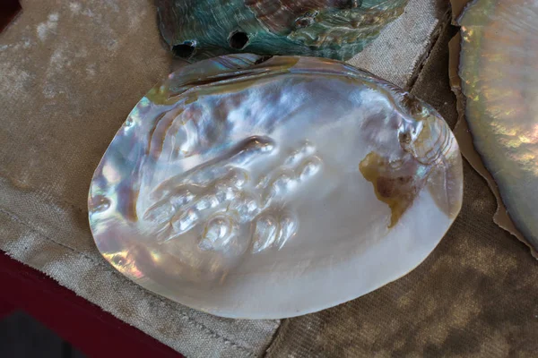 Beautiful Seashell Desk Biew — Stock Photo, Image