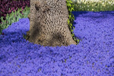 Çiçekler çiçek arkaplan dokusunu oluşturur