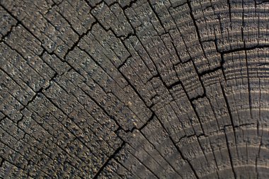 Ağaç gövdesi yüzeyini arkaplan dokusu olarak kes