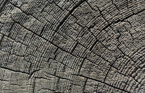 Cut Tree Stump Surface Background Texture — Stock Photo, Image