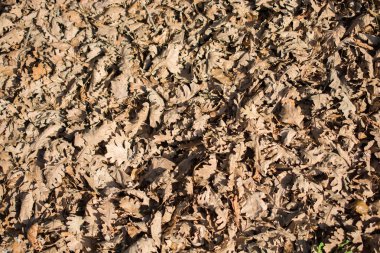 Kurumuş yapraklar doğal arka plan