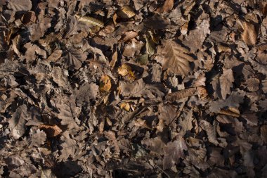 Sonbahar mevsiminin yapraklı desenli arka planı