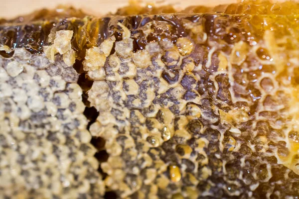 Sweet Fresh Honey Sealed Comb Frame — Stock Photo, Image