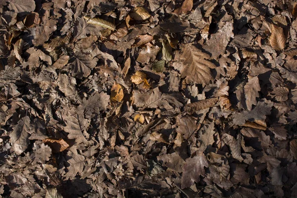 Sonbahar mevsiminin yapraklı desenli arka planı