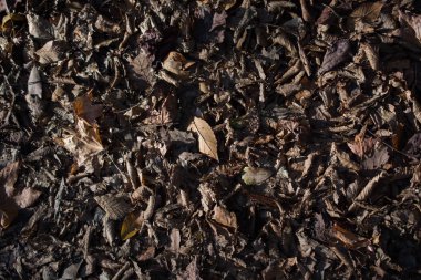 Sonbahar mevsiminin yapraklı desenli arka planı