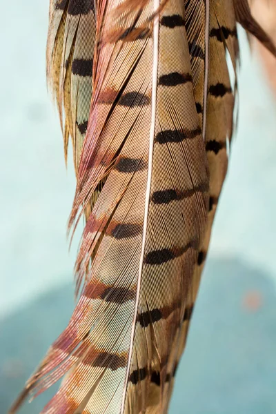 Belles Plumes Oiseaux Des Fins Décoratives — Photo