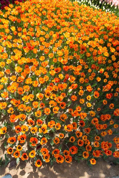 Çiçek arkaplanı olarak çiçek açan renkli lale çiçekleri