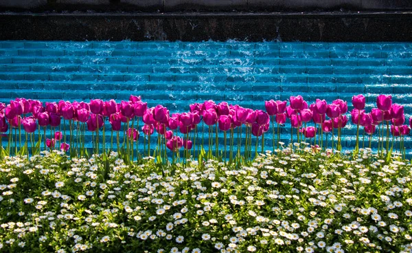 Цветущие Весеннем Саду Пурпурные Тюльпаны — стоковое фото