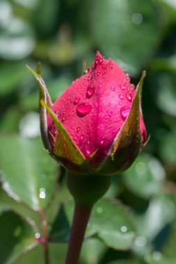 Bahçenin arka planında çiçeklenen güzel renkli gül tomurcukları