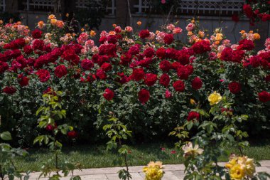 Çiçek açan gül çalılarının yakınına