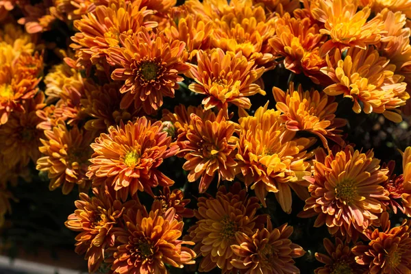 Schöne Frische Blumen Als Hintergrund Der Natur — Stockfoto