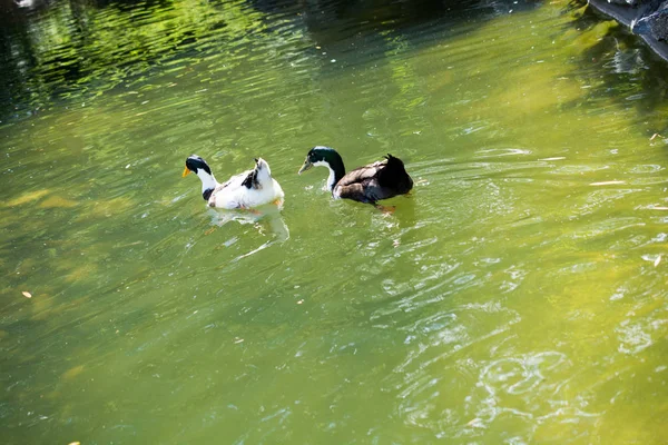 Enten Einem Künstlichen See Einem Sonnigen Tag — Stockfoto