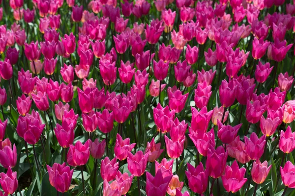 Fioritura Fiori Tulipano Colorati Giardino Come Sfondo Floreale — Foto Stock