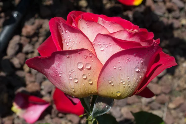 Floraison Belle Rose Colorée Avec Des Gouttes Eau Sur Les — Photo