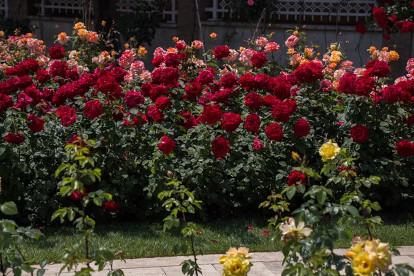 Çiçek açan gül çalılarının yakınına