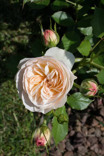 Floreciente Hermoso Rosal Colorido Fondo Naturaleza Jardín —  Fotos de Stock