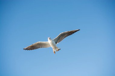 Mavi arka planda uçan tek bir martı.