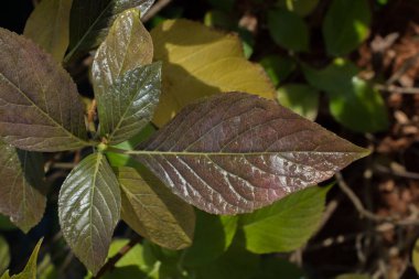 Kuru sonbahar mevsimi yaprakları görünürde