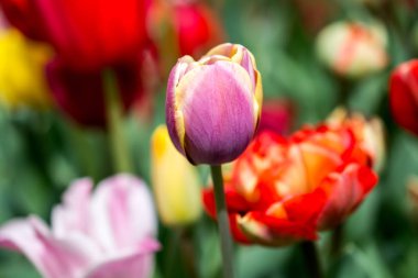 Bahar bahçesinde renkli lale çiçekleri açıyor.