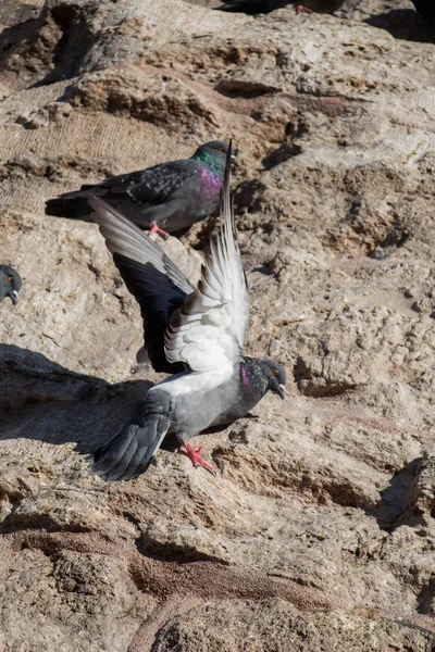 鳩は岩の上に座っている — ストック写真
