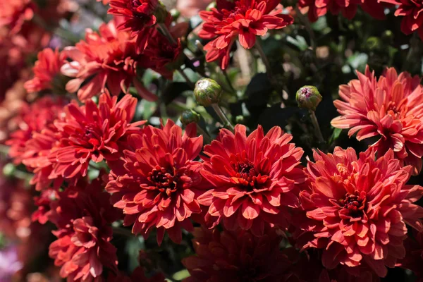 Gyönyörű Friss Virágok Mint Természet Háttere — Stock Fotó