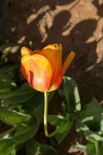 Çiçek Açan Renkli Doğal Çiçek — Stok fotoğraf