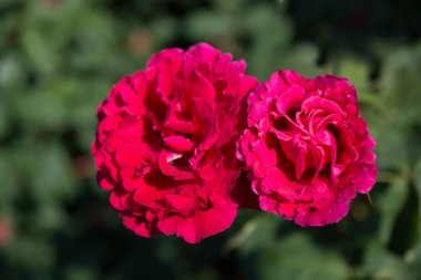 Bahçe arka planda rengarenk güller açan