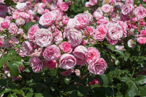 Fioritura Bel Mazzo Rose Nel Giardino Primaverile — Foto Stock