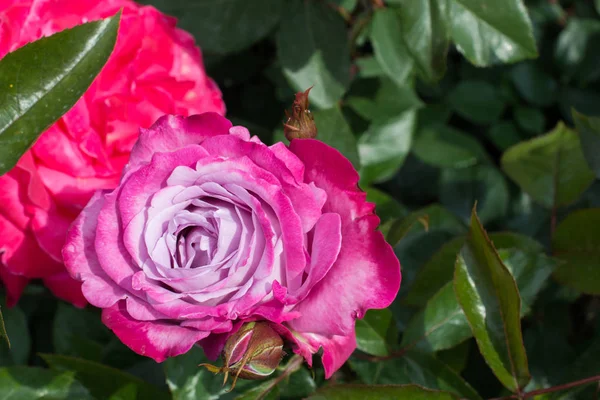 Fioritura Bella Rosa Colorata Giardino Sfondo Natura — Foto Stock