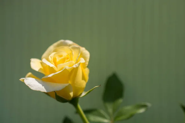 Floreciente Hermosa Rosa Colorida Sobre Fondo Colorido — Foto de Stock