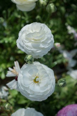 Bahar bahçesinde renkli lale çiçekleri açar.