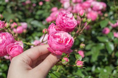 Gül bahçesinde bir gül tutarken