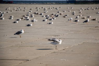 Martılar beton zeminde dinleniyorlar.