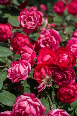 Bahar bahçesinde çiçek açan güzel güller