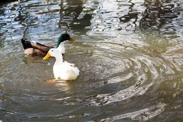 Alguns Patos Nadam Uma Lagoa Primavera — Fotografia de Stock